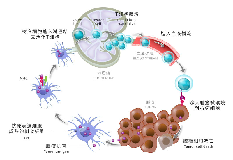 免疫系統對抗腫瘤機制