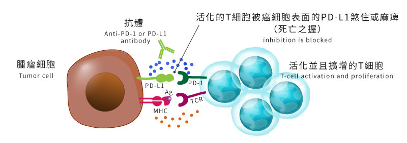 活化的T細胞被癌細胞表面的PD-L1煞住或麻痺